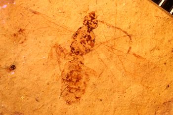 Media type: image;   Entomology PALE-2887